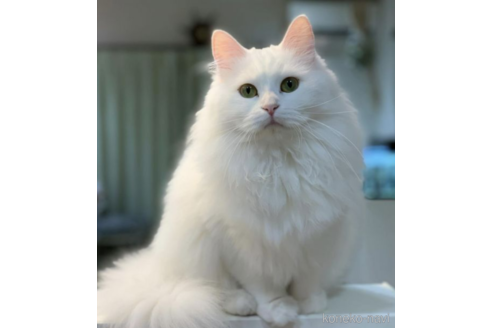 販売中のサイベリアンの親猫